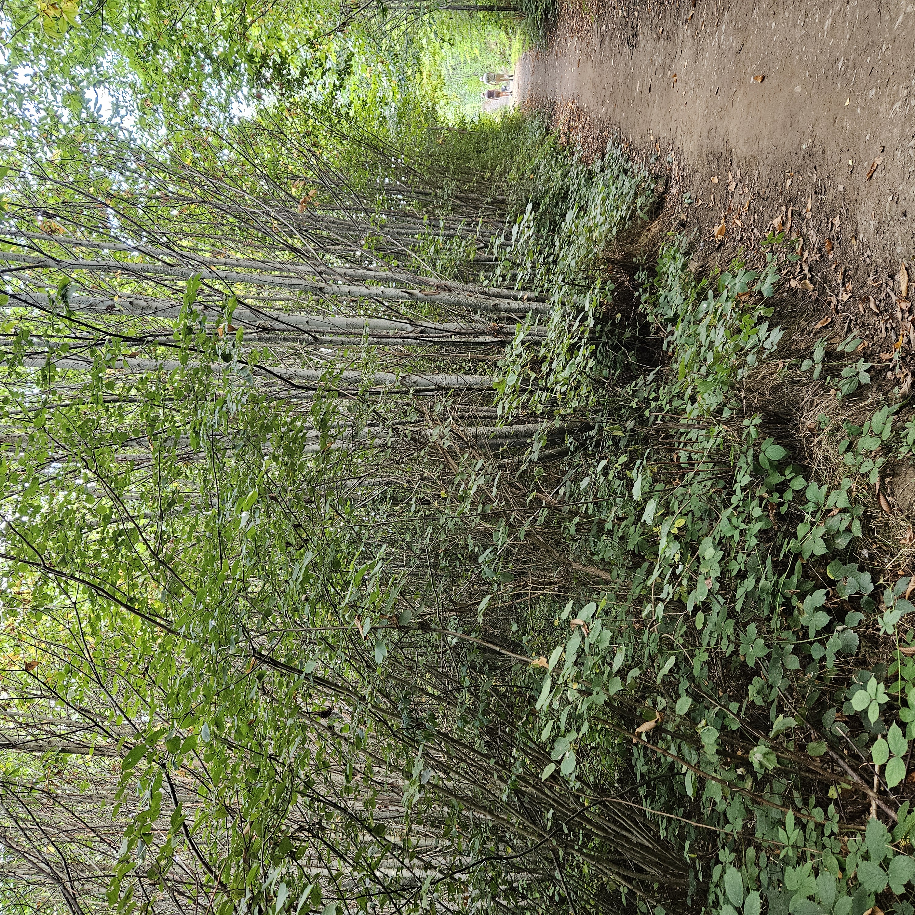 Fight To Save Oaken Wood