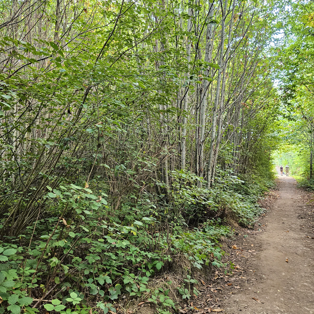 Fight To Save Oaken Wood